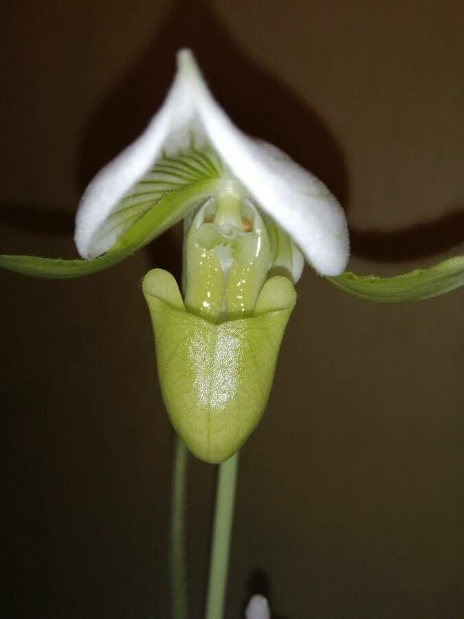 Paphiopedilum 2