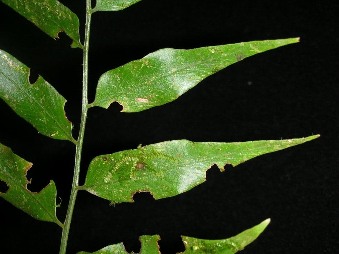 Spleénium à feuilles de noyer 12