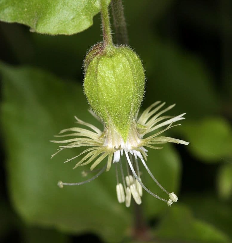 Silene campanulata 5