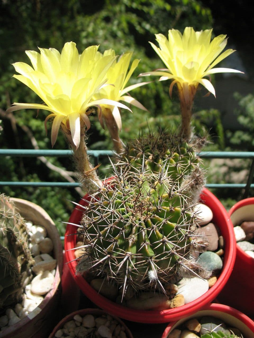 Goldene Osterlilienkaktus 5