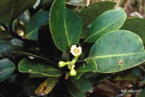 Vieillard's Garcinia 2
