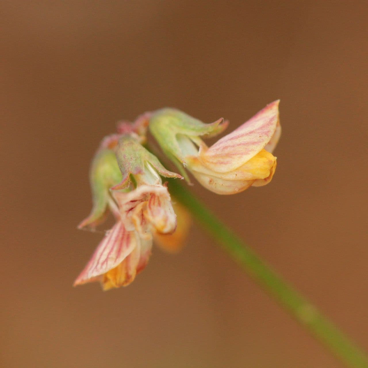 Ipocrepidi ciliata 10