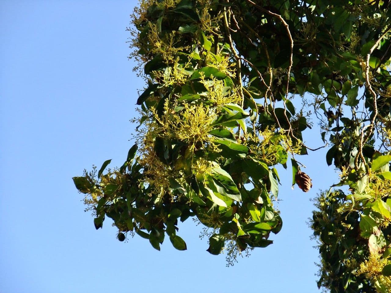 Avocado 30