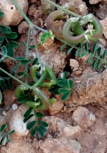 Astragalus hamosus 27