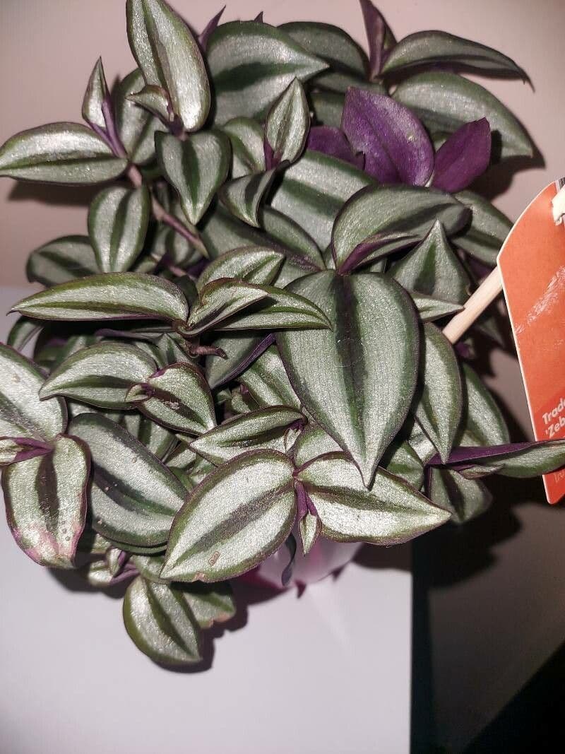 Tradescantia 10