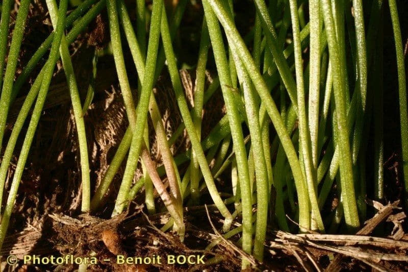 Gagea spathacea 14
