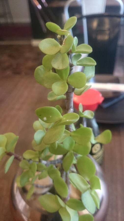 Portulacaria afra 16