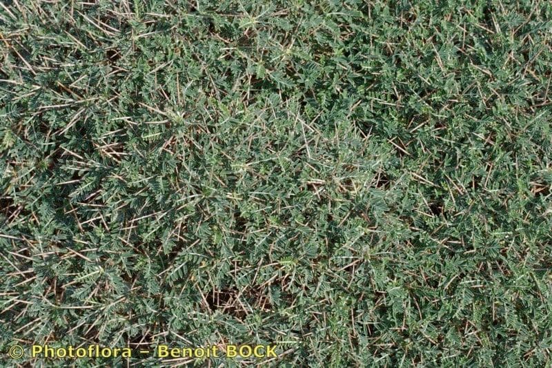 Astragalo 4