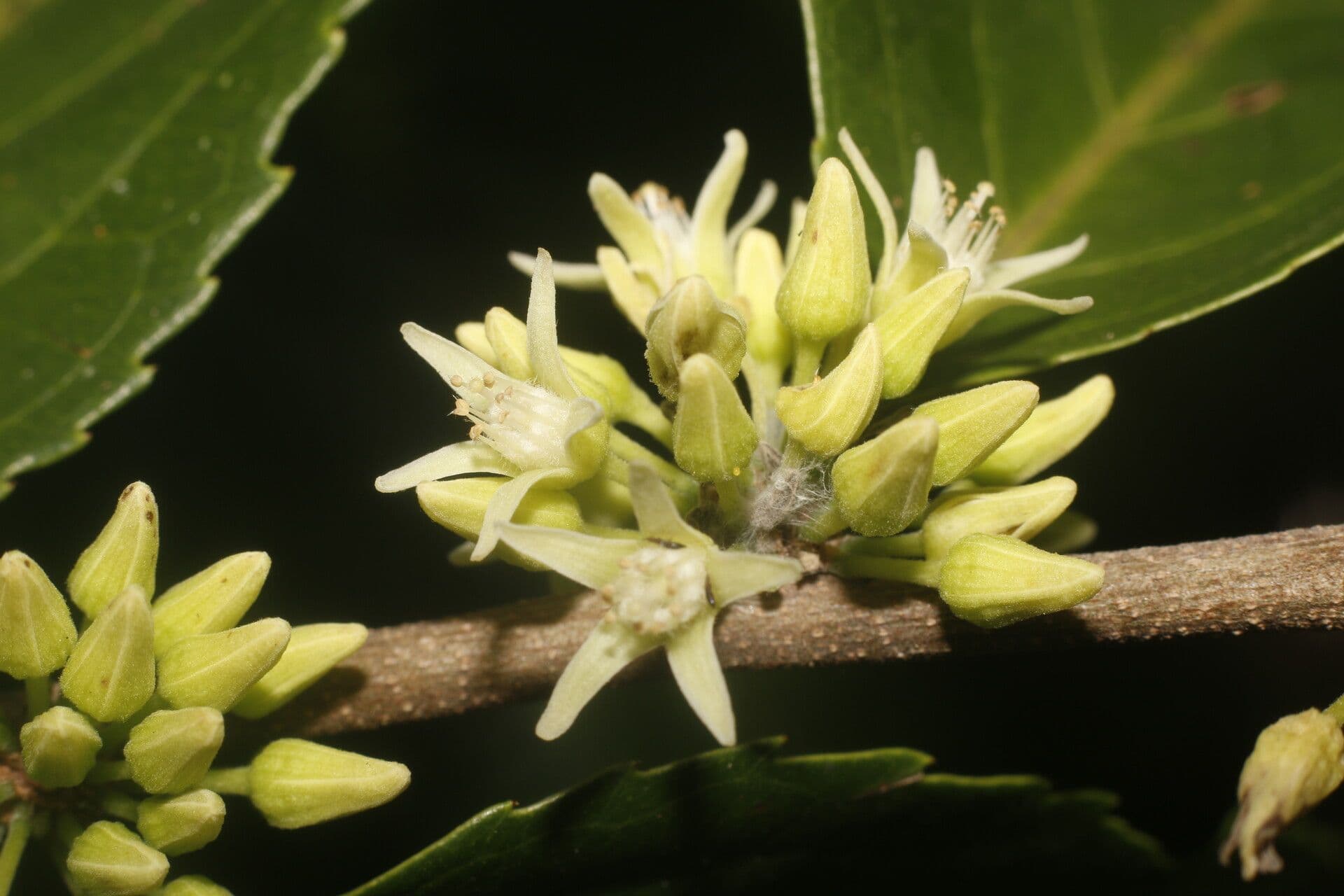 Casearia 6
