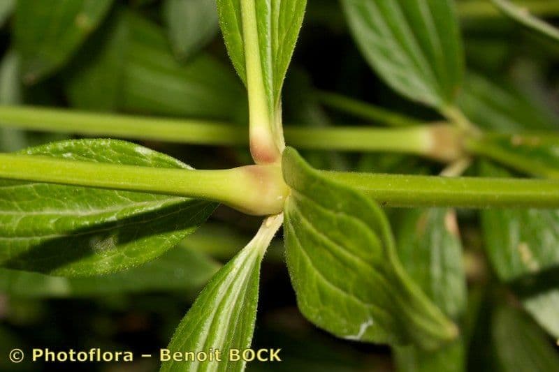 Przytulia rubioides 16