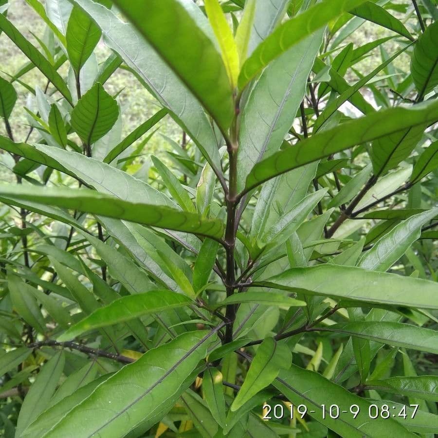 Gendarussa 19