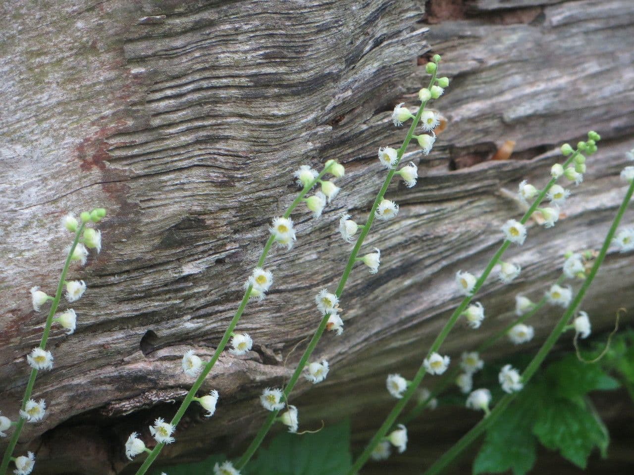 Mitella diphylla 3