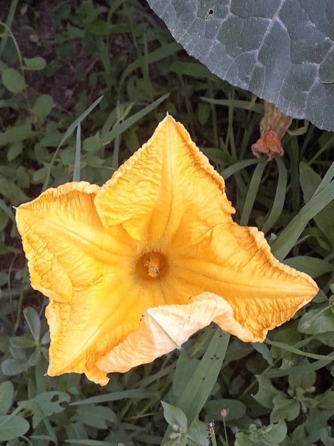 Bitter bottle gourd 10