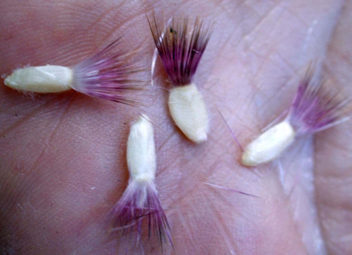 Centaurea 3