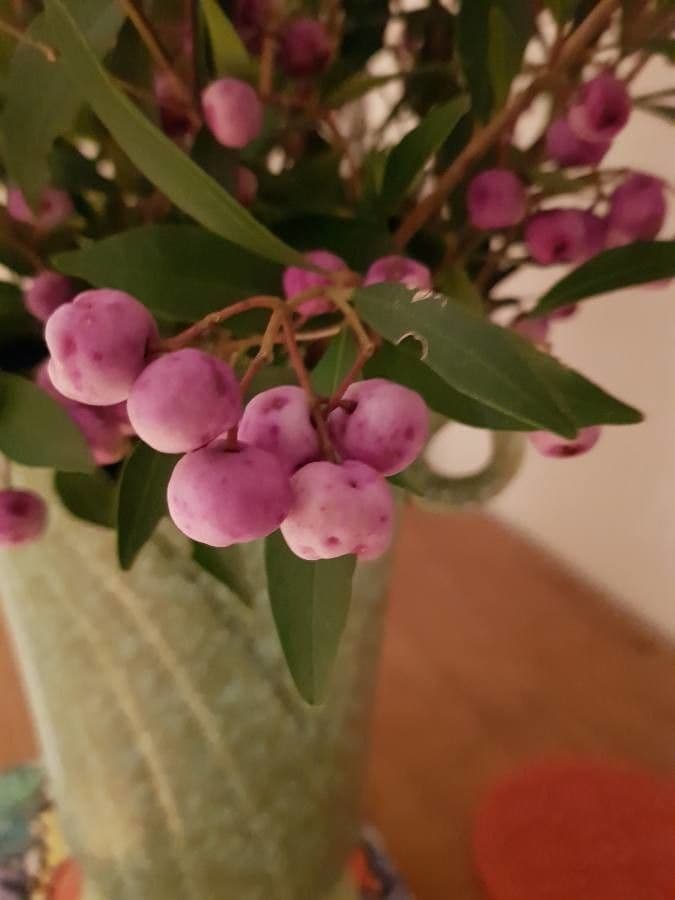Syzygium 3