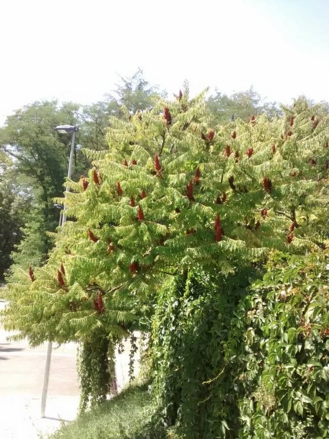 Essigbaum 15