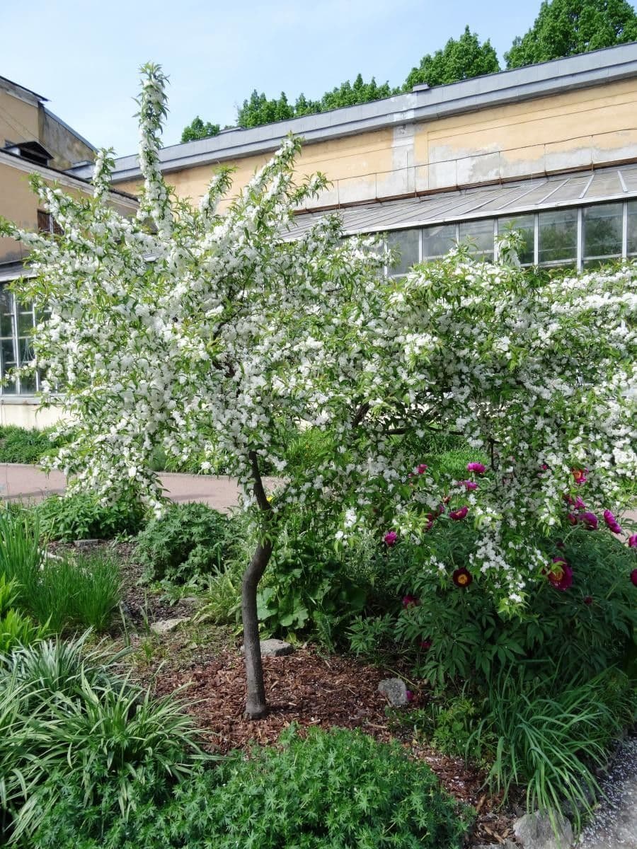 Chinese bush cherry 3
