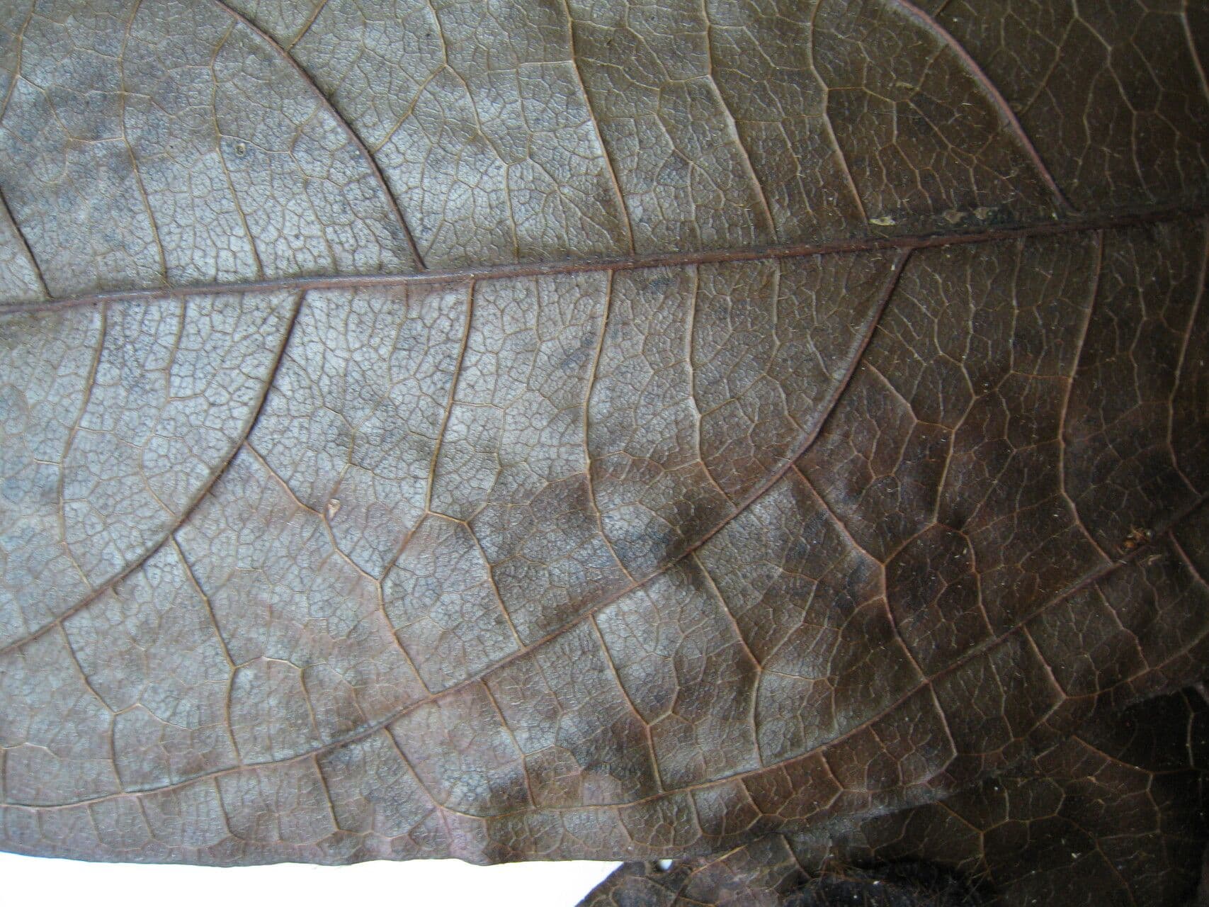 Cordia nodosa 21