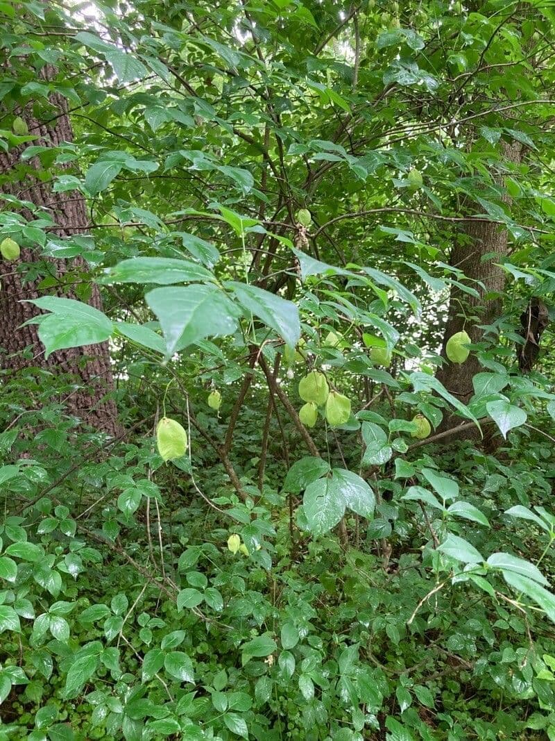 Staphylea trifolia 4