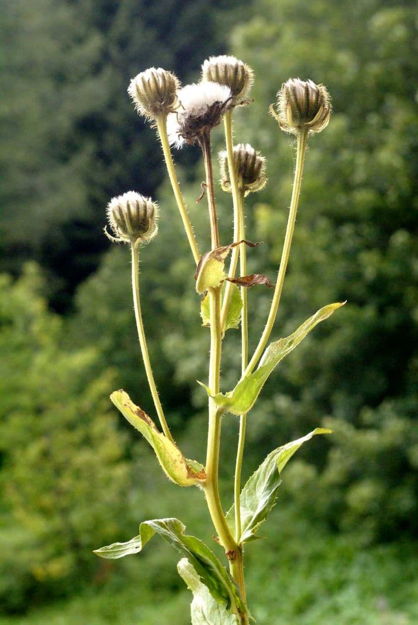 Crepis conyzifolia 29