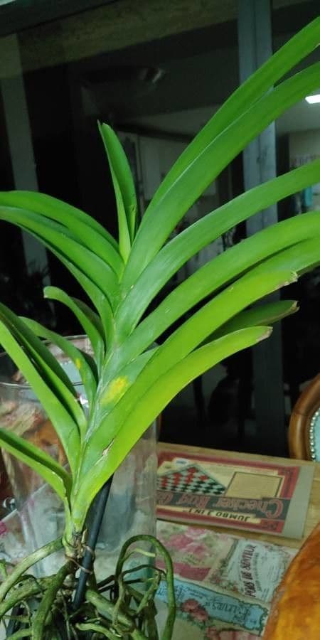 Vanda 15