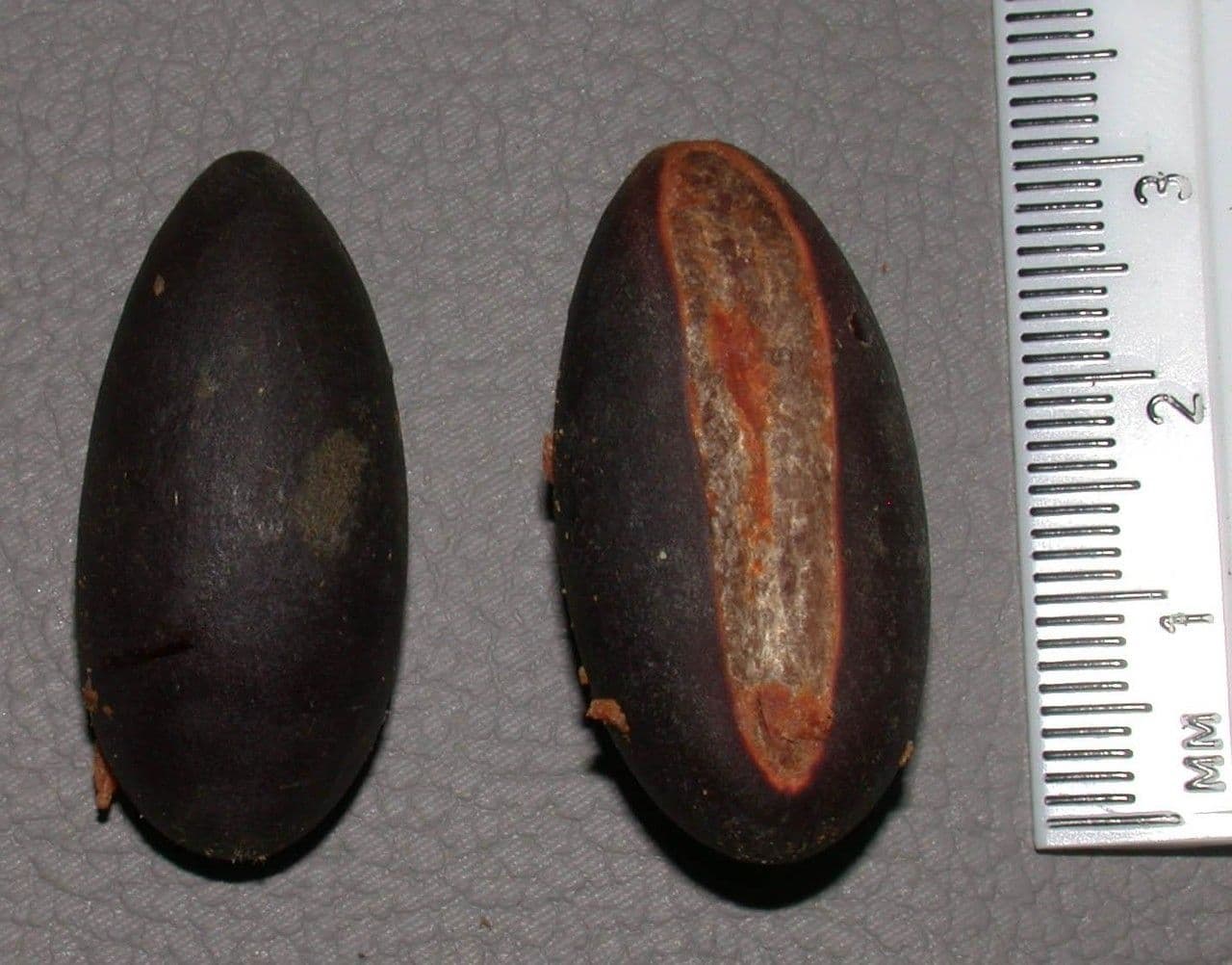 Pouteria torta 19
