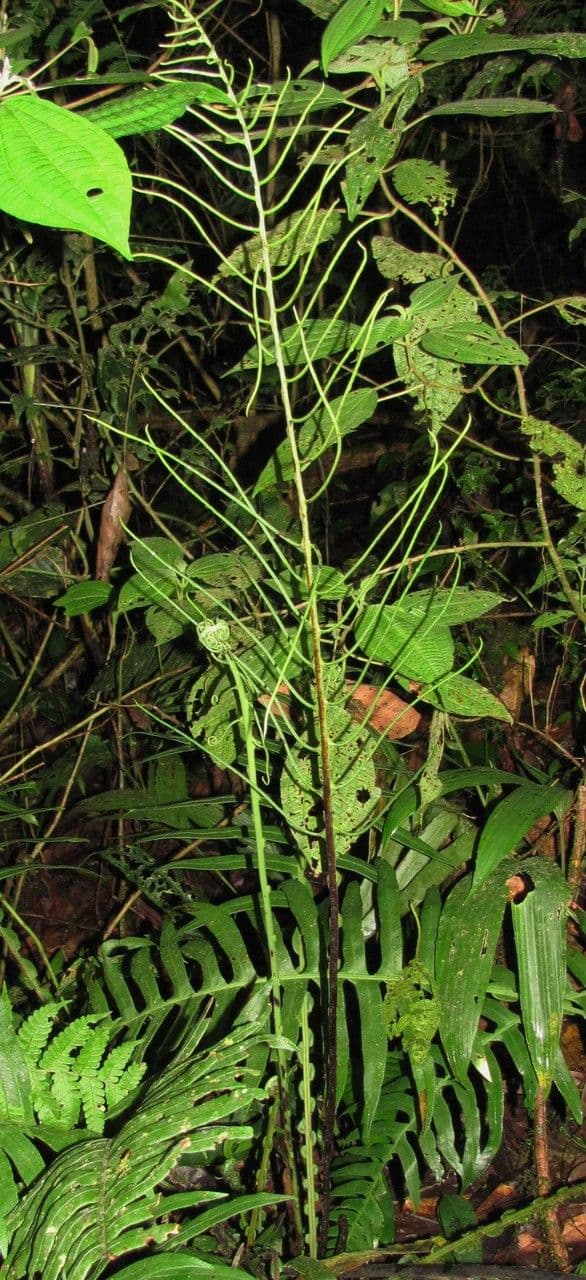Blechnum
