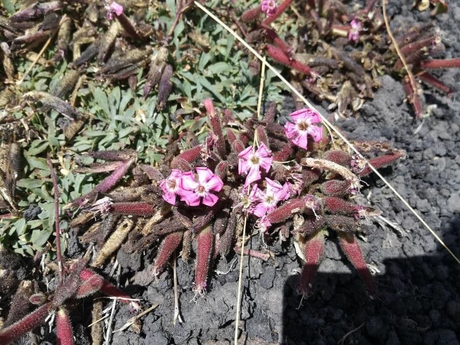 Silene littorea 17
