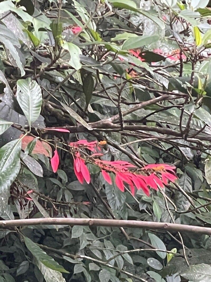 Warszewiczia coccinea 15