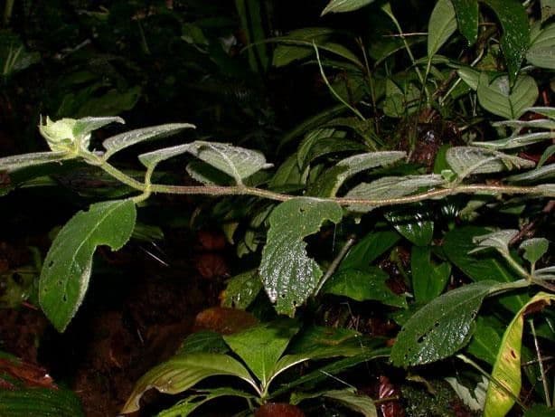 Drymonia pelosa 12