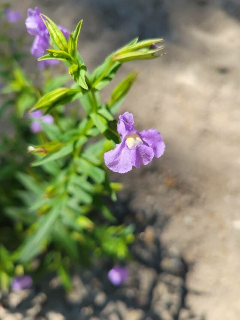 Mimulus ringens 2
