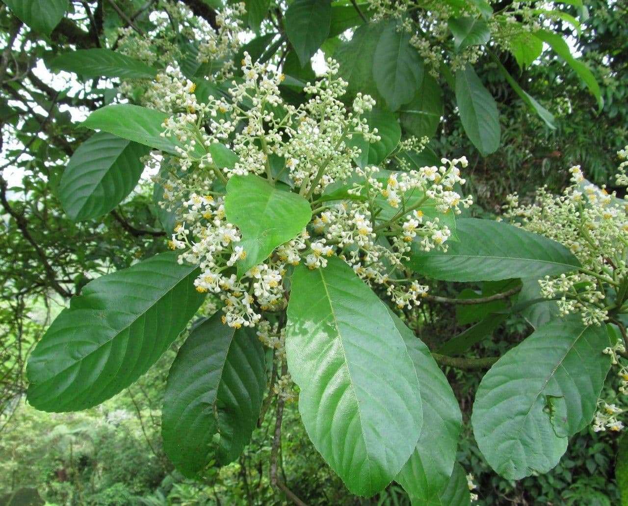 Saurauia 10