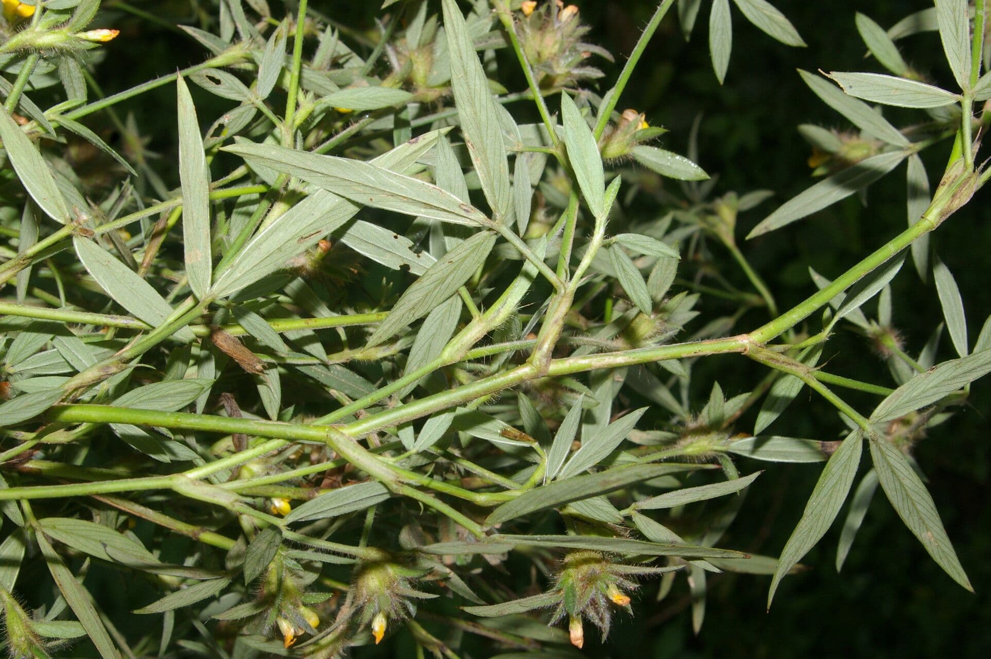 Stylosanthes 13