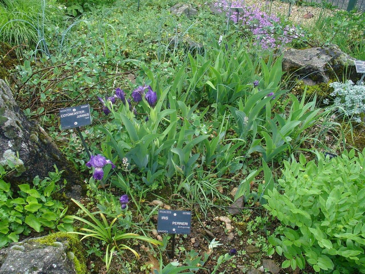 Iris de Perrier 10