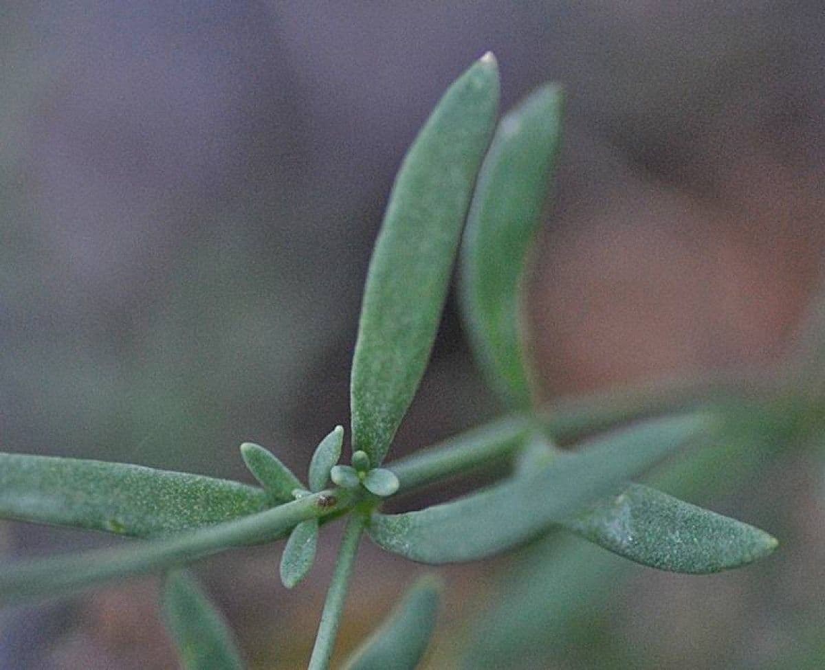 Linaria 6