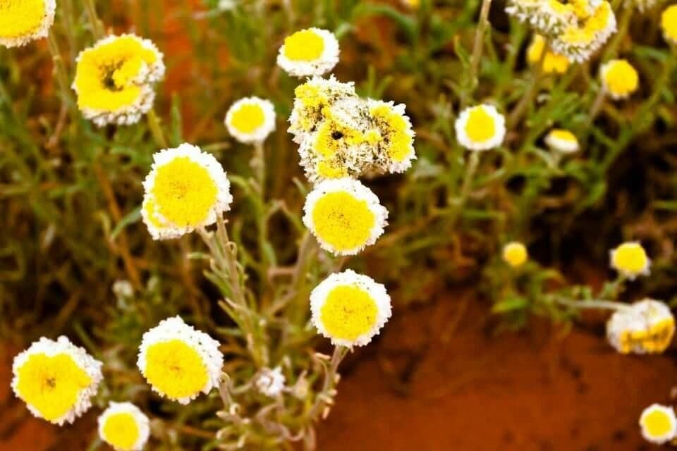 Polycalymma