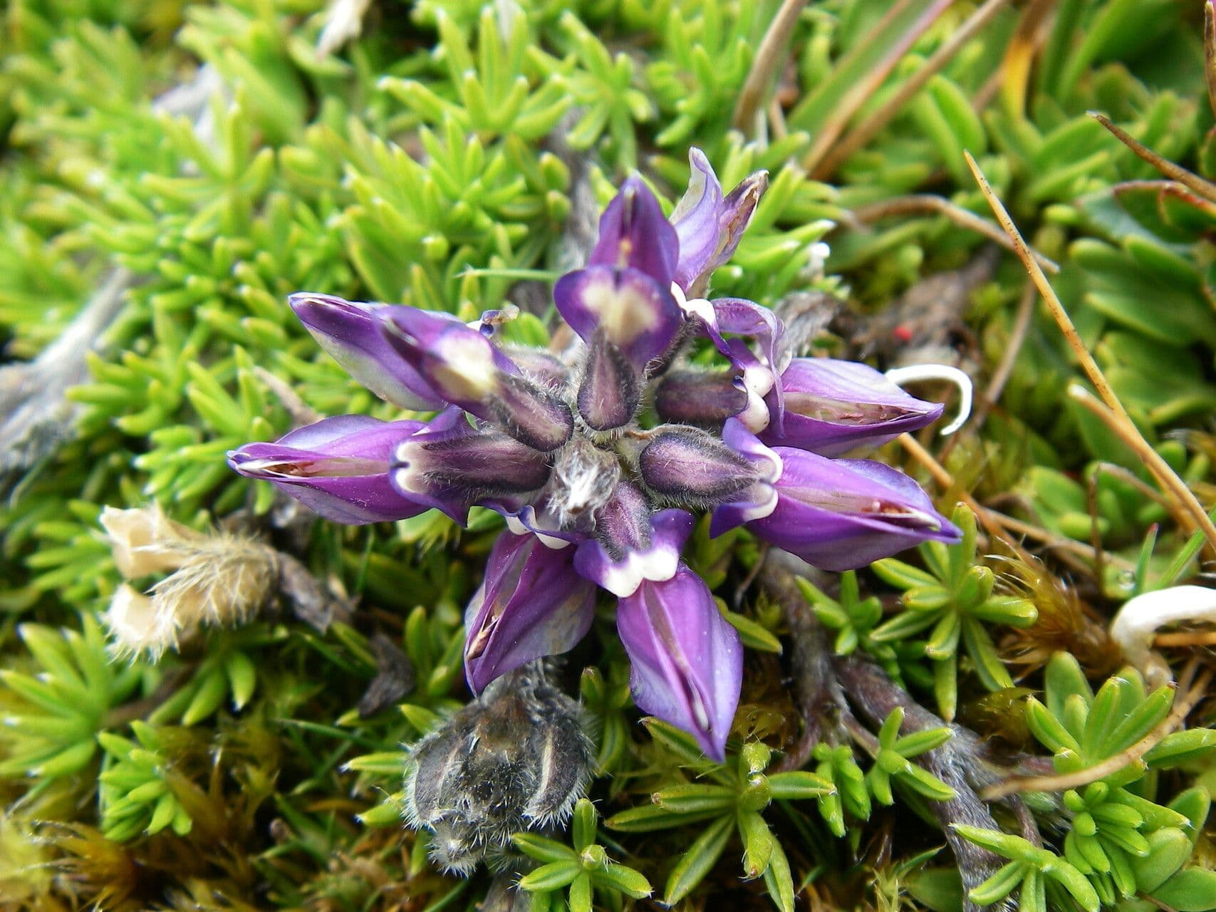 Kleinblättrige Lupine 3