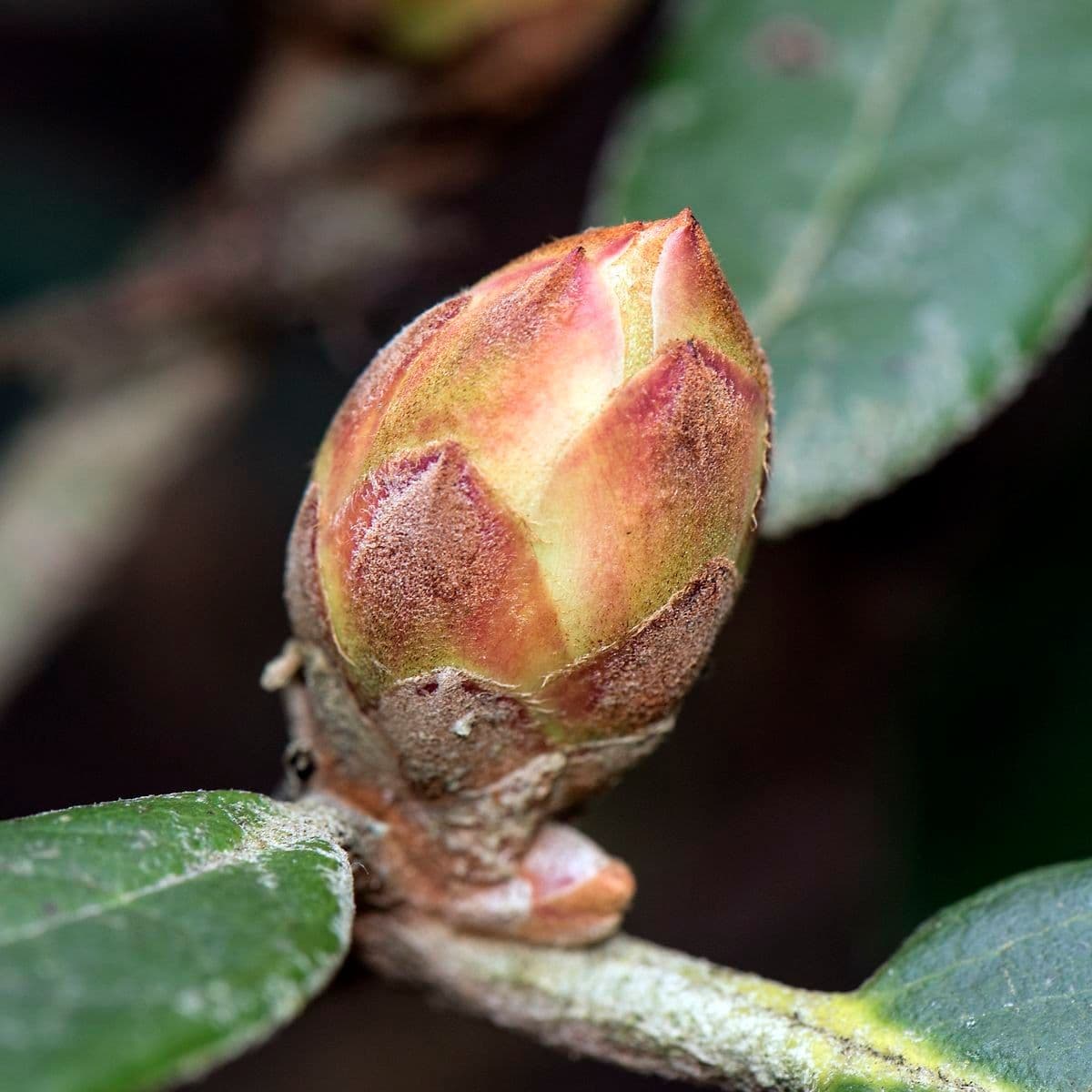 Rododendron 11
