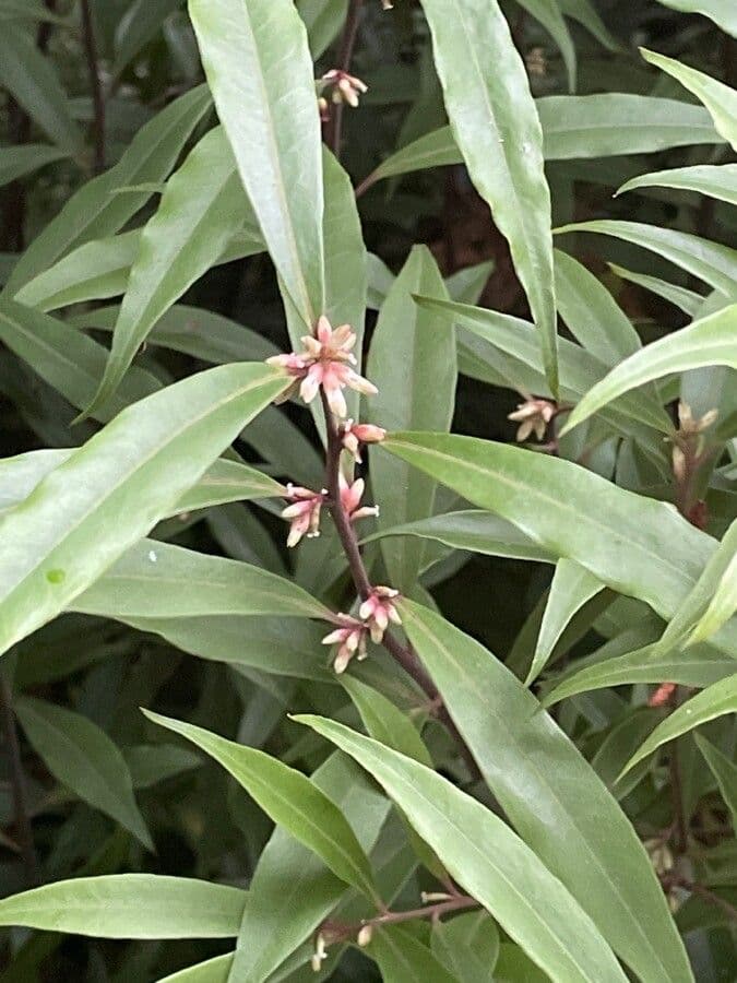 Sarcococca orientale 19