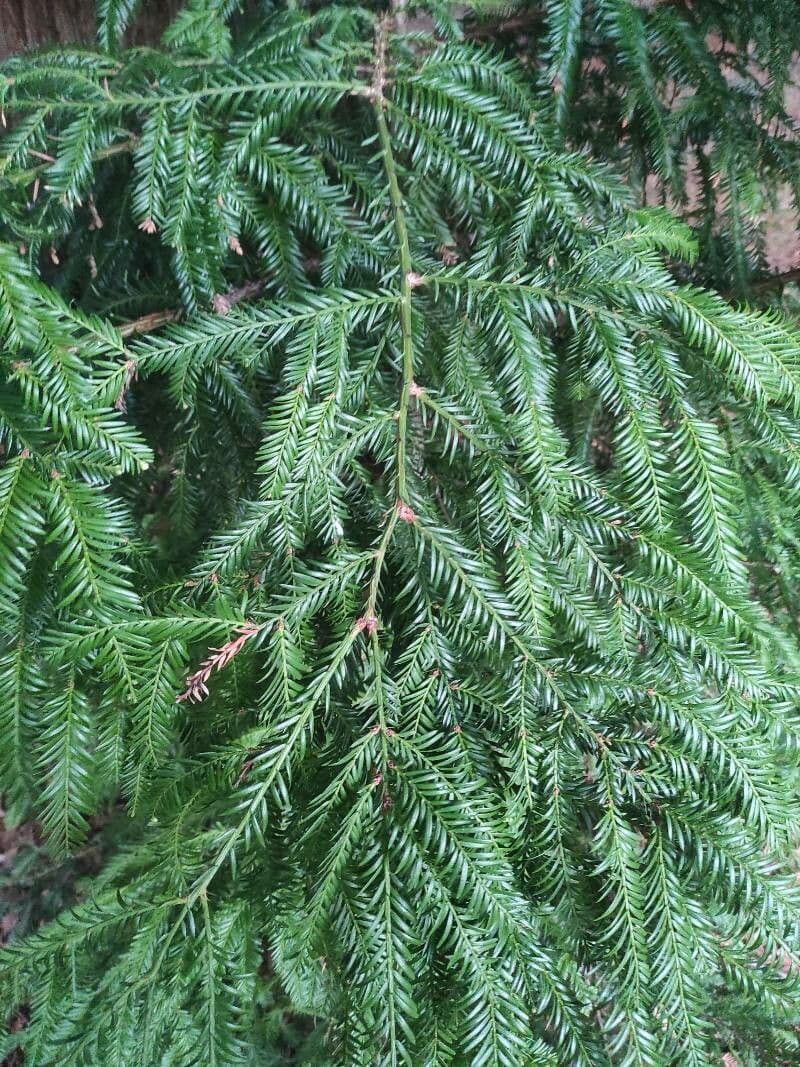 Sequoia sempreverde 18