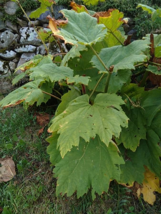 Rabarbaro officinale 3