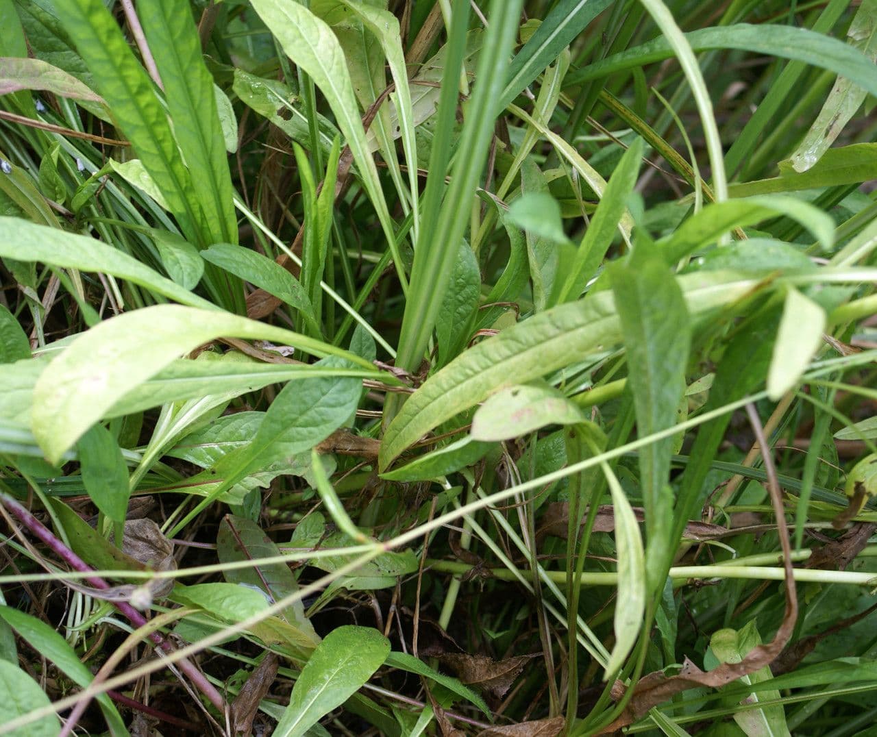 Succisella 20