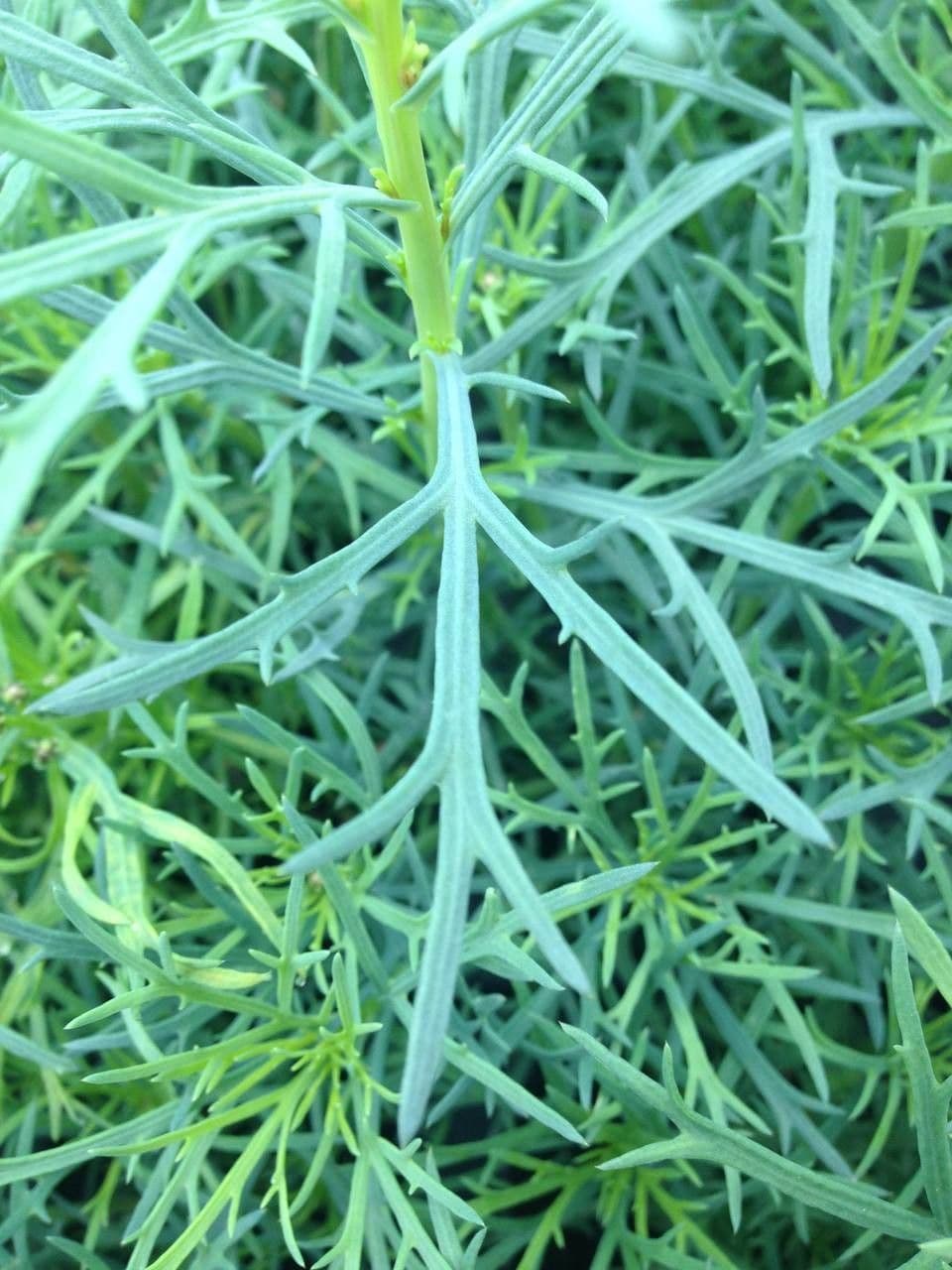 Argyranthemum 17