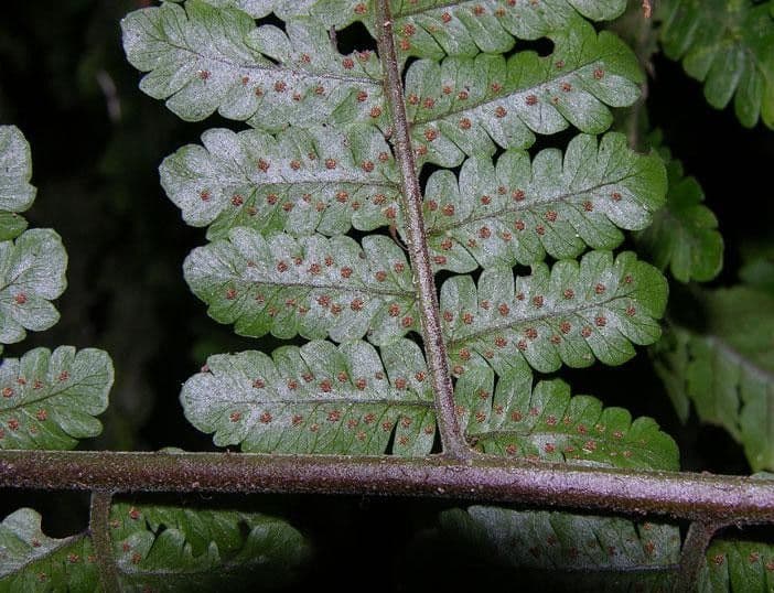 Biolleys Sumpffarn 5