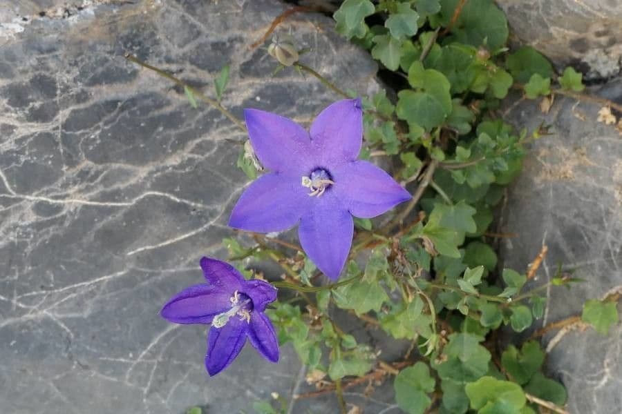Campanula 2