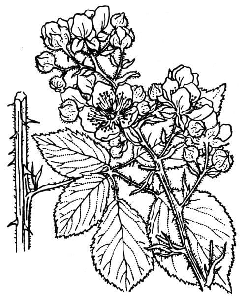 Berg-Brombeere 10