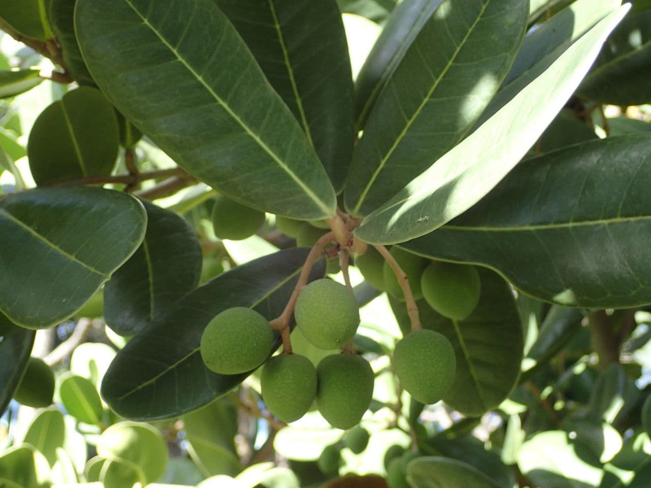 Madagaskar-Olive 4