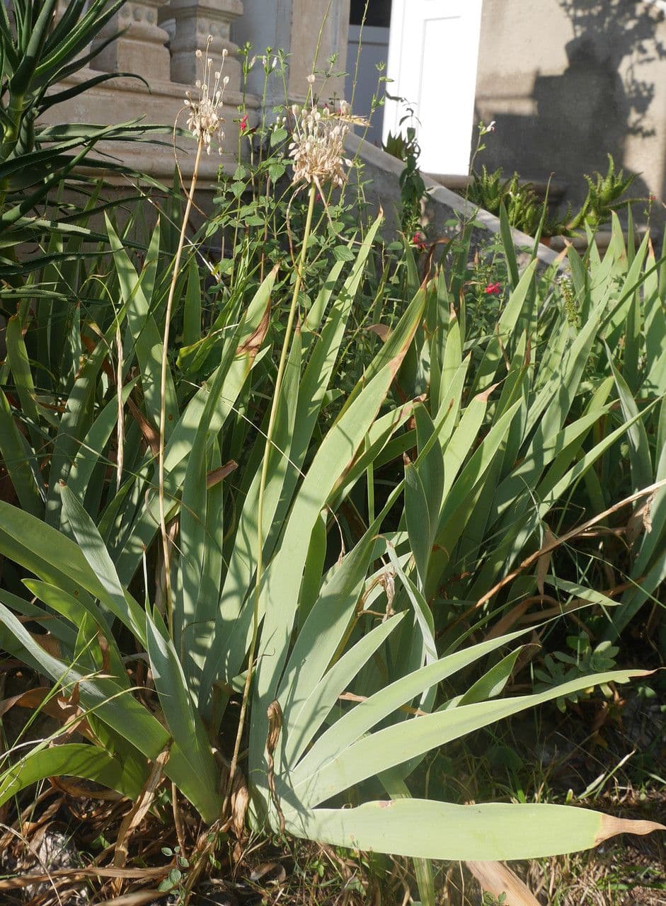 Aglio paniculato 19