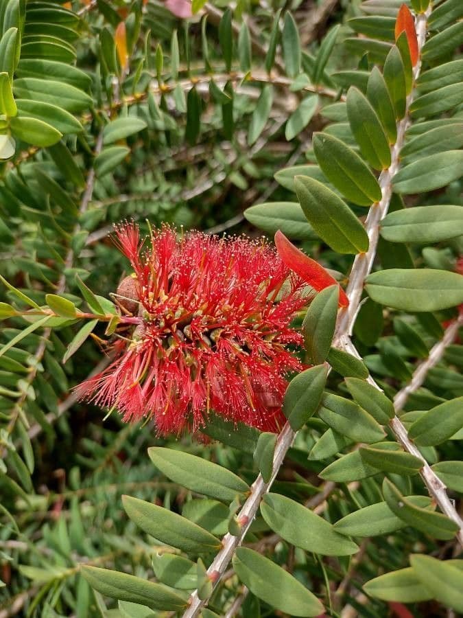 Teebaum 7