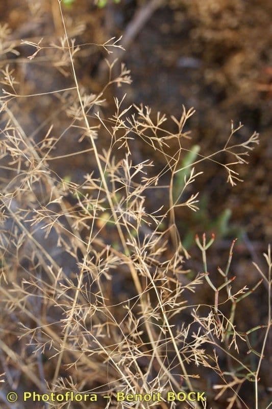 Arabian grass 11